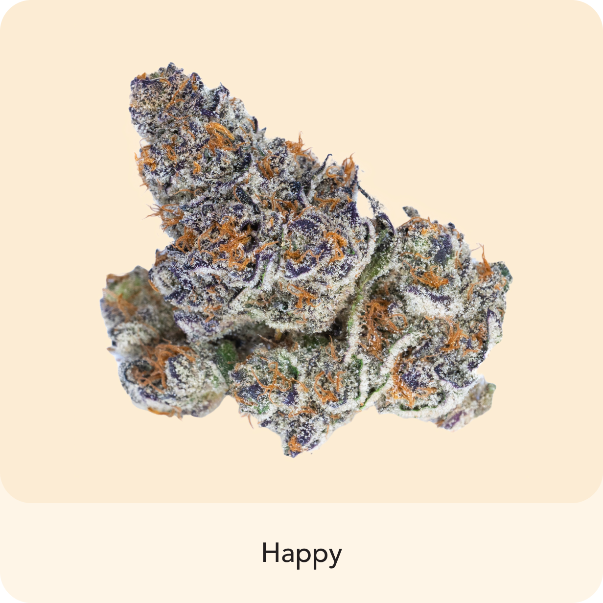 ๐ Gelato 41 (100% off)