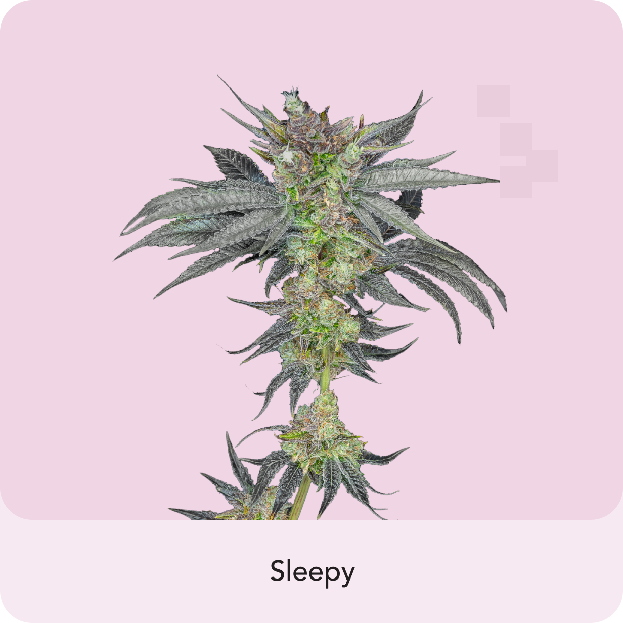 Jet Fuel Gelato Hybrid Strain: Sweet Vanilla and Diesel Flavors for Creativity and Relaxation