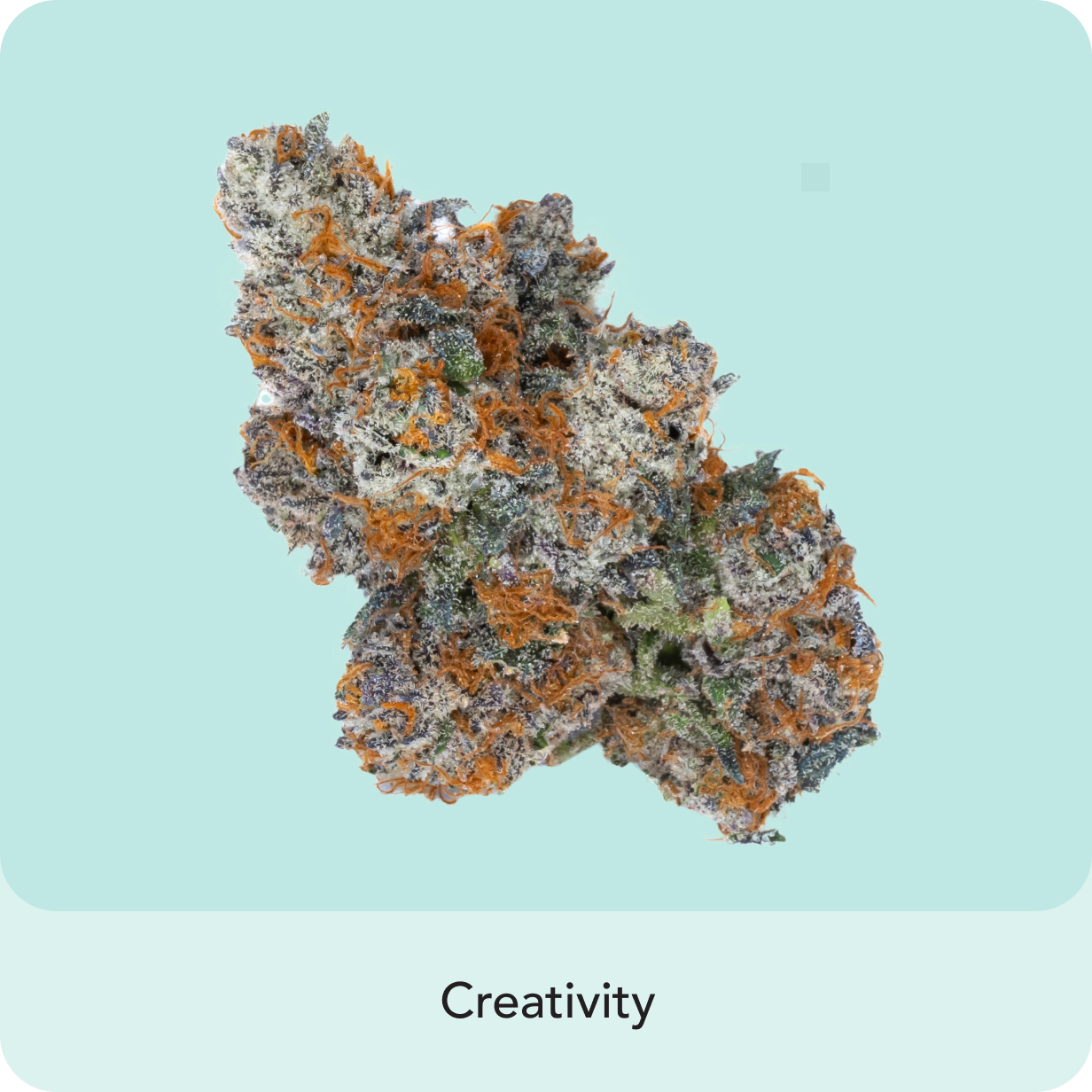 ๐ Sherbacio (100% off)