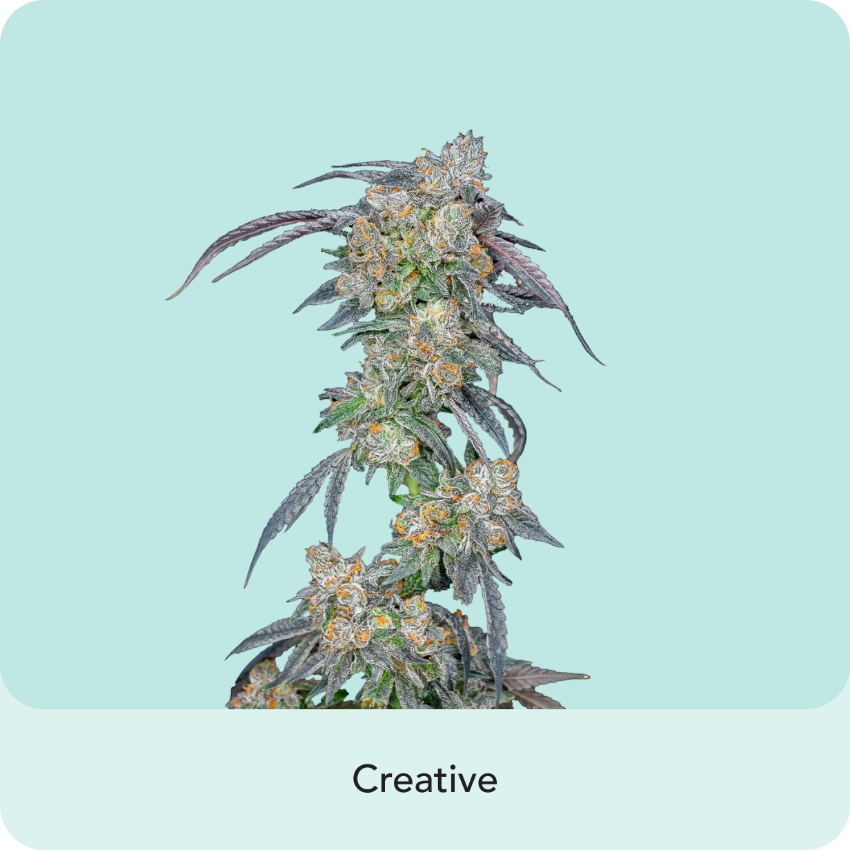 Sherbacio Strain: A Potent Hybrid with Sweet Sherbet and Rich Cacao Aromas