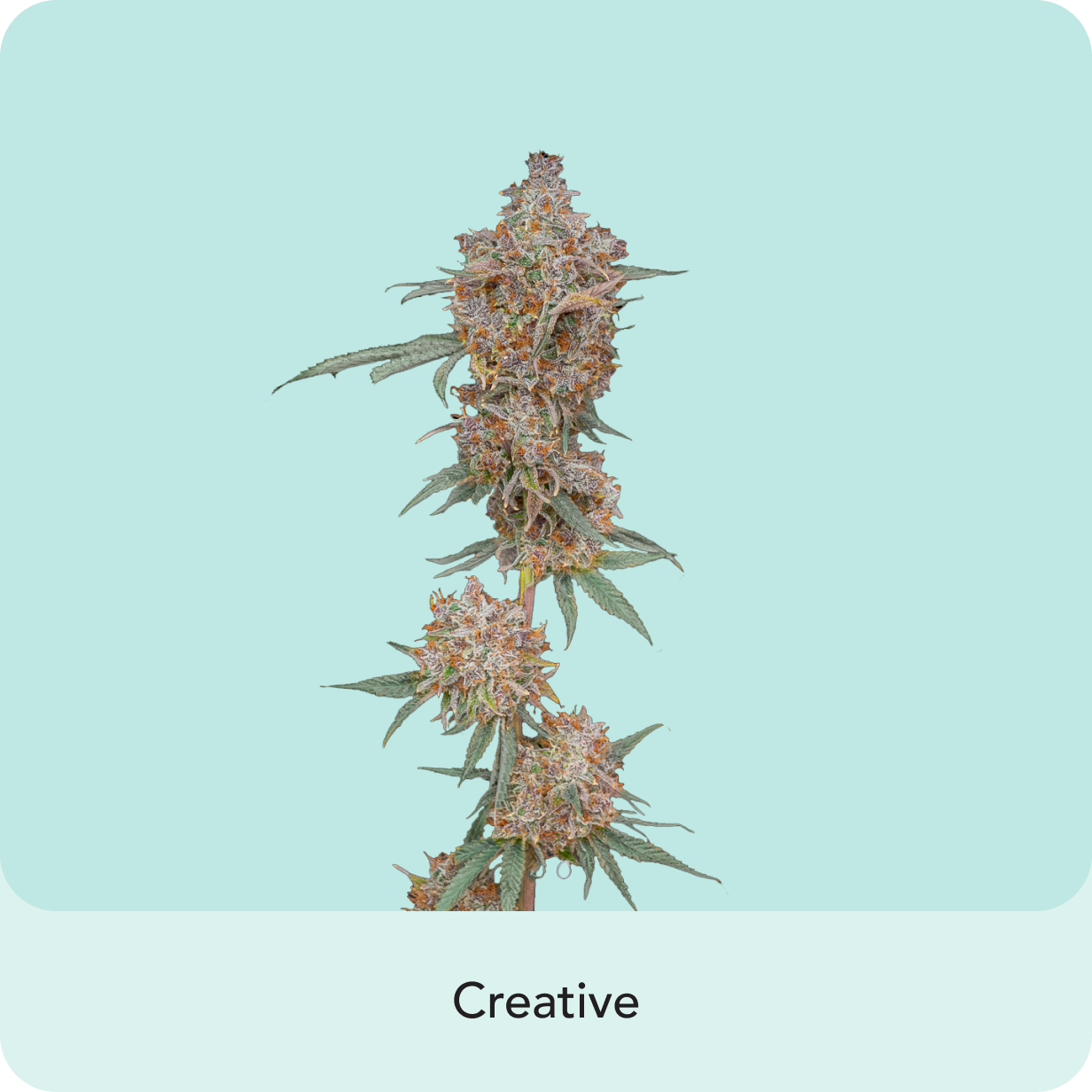 Sunset Sherbert Indica-Dominant Hybrid: Fruity and Creamy with Relaxing Effects