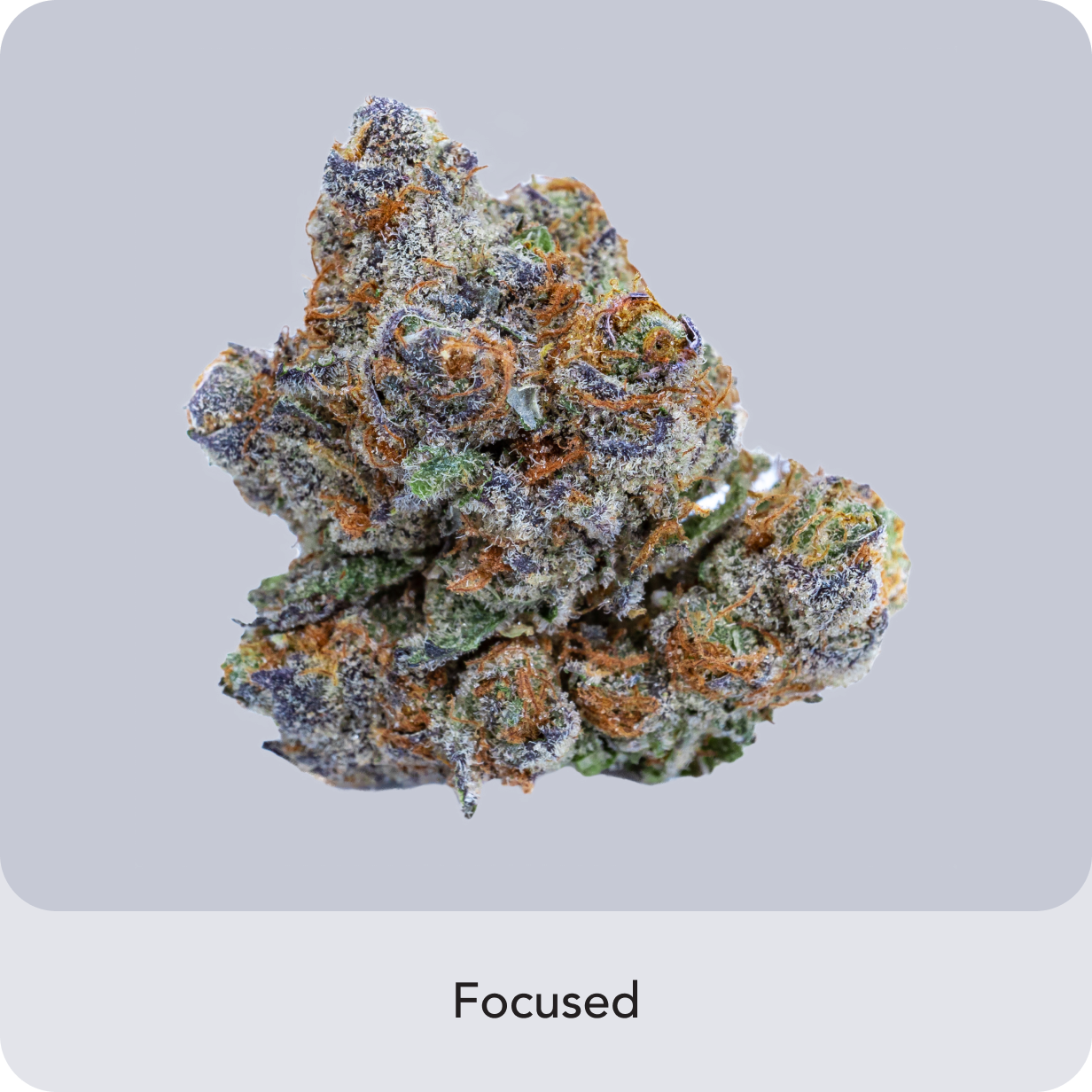 Zaza Cookies cannabis strain with gassy and sweet cookie flavors