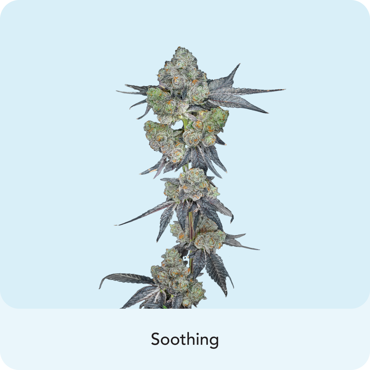 Zushi Candy Rain cannabis strain with watermelon and candy flavors