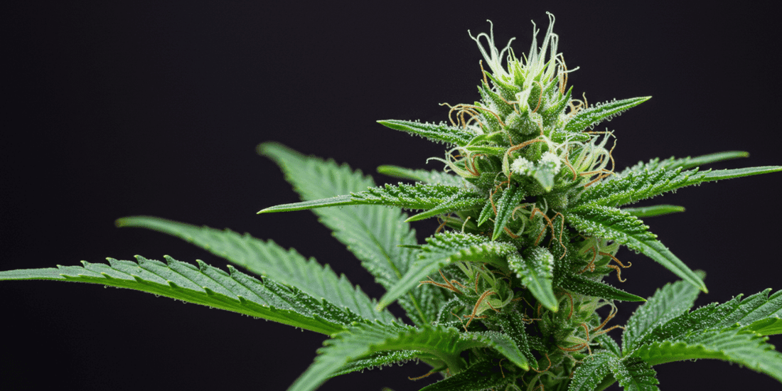 Closeup shot of THCA flower
